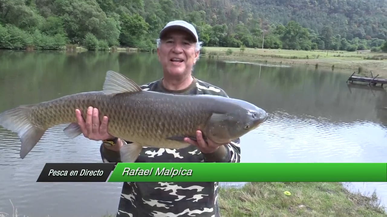 Pesca en Directo 2015. Episodio 9: “Carposaurio” del Oriente de Michoacán (parte 2)
