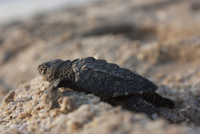 Treinta años de existencia de 16 playas mexicanas que son sitios de refugio y protección de tortugas marinas