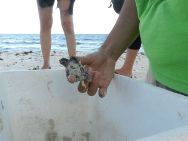19 nidos de tortuga golfina rescatados en Tonalá, Chiapas