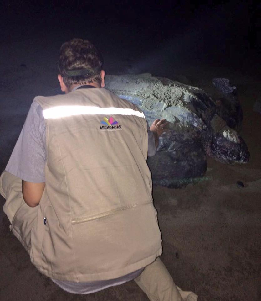 OPERATIVO DE PROTECCIÓN A LA TORTUGA LAÚD.