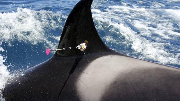 La orca más vieja del mundo muere a sus 116 años de edad