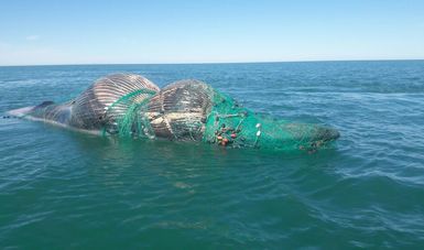 En Alto California, aparece enmallado y muerto ejemplar de rorcual tropical (Balaenoptera edeni)