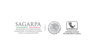 Presenta CONAPESCA denuncia penal por los hechos violentos ocurridos esta semana en el Golfo de Santa Clara