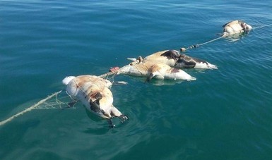 Asfixiados en redes de pesca, mueren 22 lobos marinos y dos tiburones gata  en el Alto Golfo de California