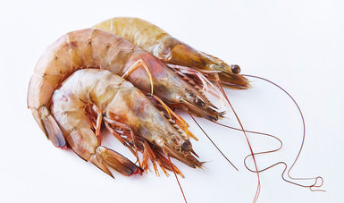 Inicia veda para tres especies de camarón en el Pacífico