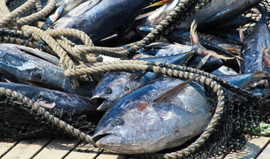 El fallo de la OMC contra EUA, es una victoria para la sustentabilidad de la pesca de atún en México: CONAPESCA