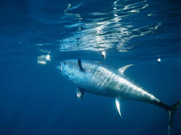 Aún aleta azul (Thunnus thynnus)