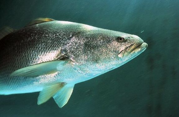 Sinopsis sobre la biología de la Totoaba