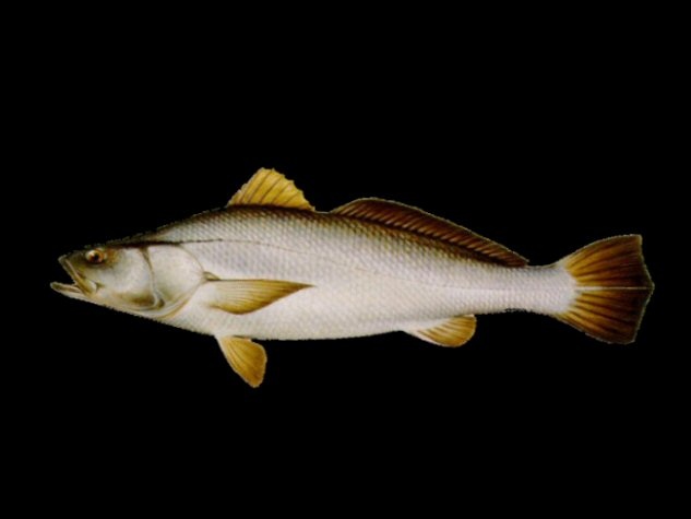 The IUCN Red List of Threatened Species: Ficha técnica de tototaba (Totoaba macdonaldi)