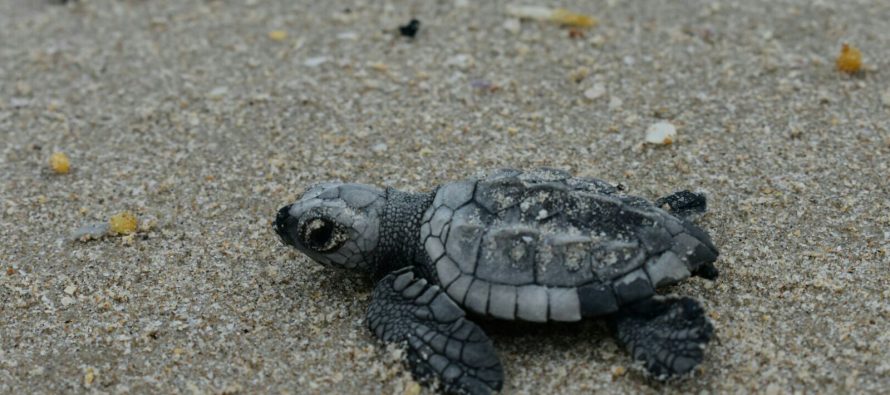 Nacen más de 103,000 crías de tortuga lora (Lepidochelys kempii) en campamentos tortugueros de la CONANP en Tamaulipas