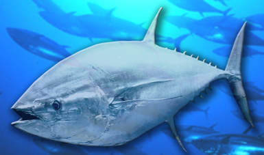 Tres mil toneladas al año, cuota de captura de atún aleta azul (Thunnus orientalis)  para las temporadas 2017 y 2018