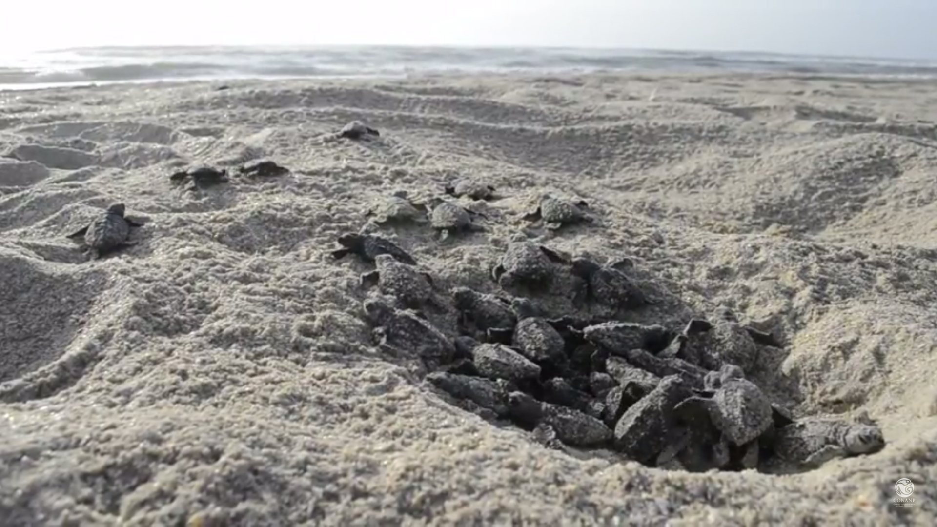 Crías de Tortuga Lora (Lepidochelys kempii)
