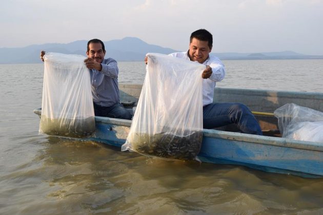Libera la Compesca de Michoacán 200 mil crías de tilapia en Zinapécuaro
