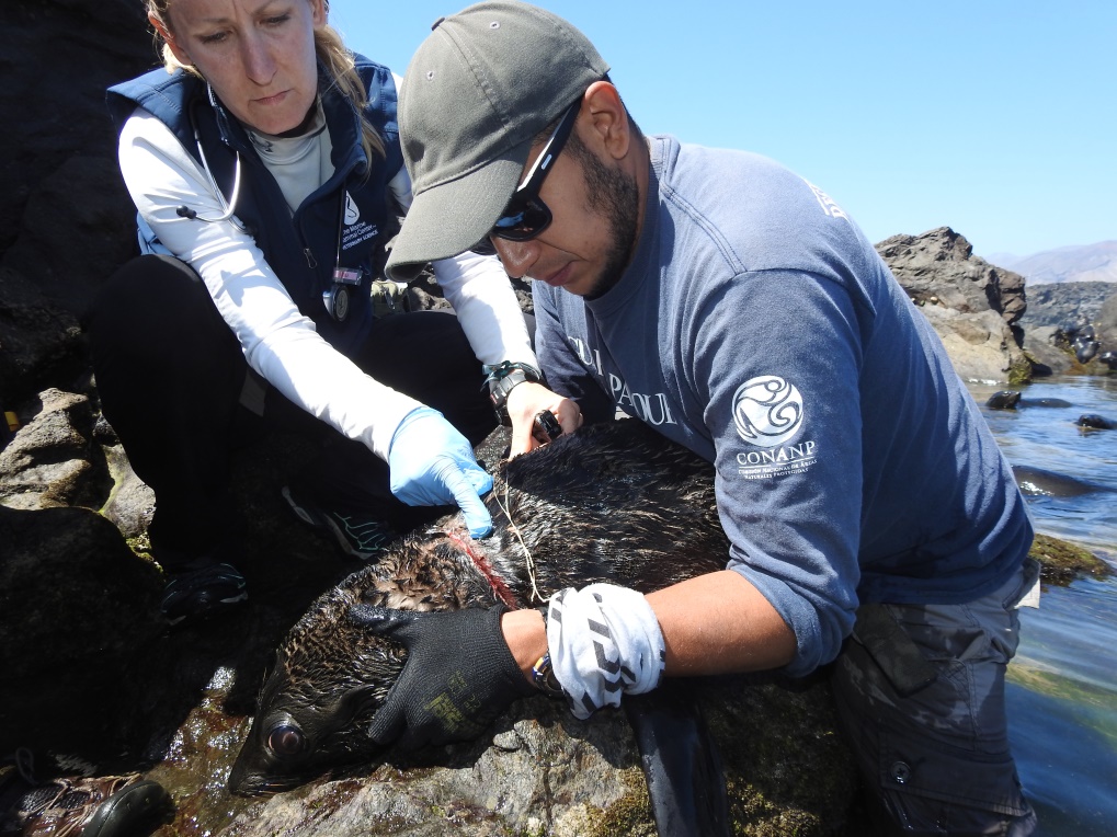 Rescatan 25 ejemplares de lobo fino de Guadalupe (Arctocephalus philippii townsendi), enredados con líneas de pesca
