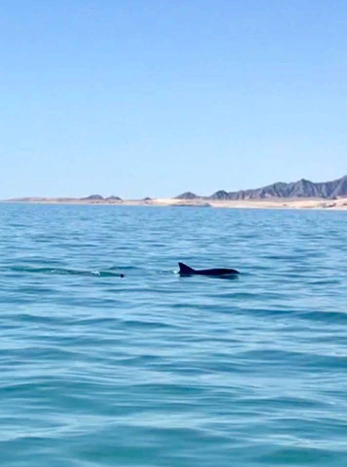 Avistan dos hembra y cría de vaquita marina (Phocoena sinus) cerca de la Reserva de la Biosfera del Alto Golfo de California