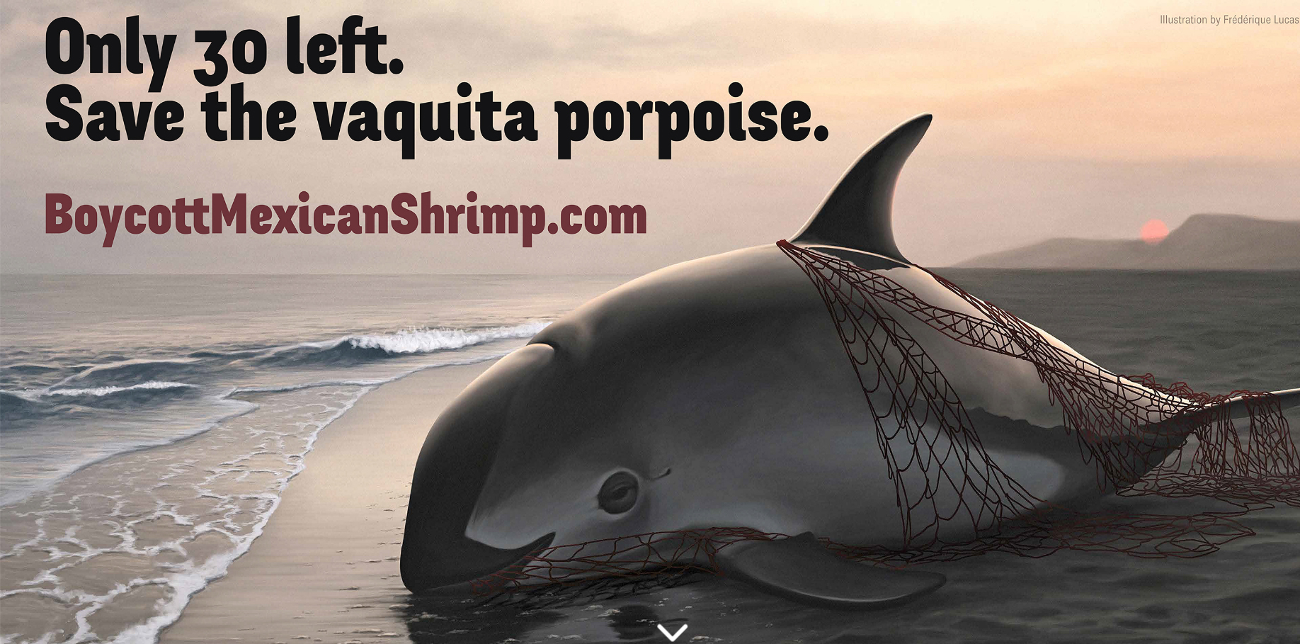 Save the Vaquita porpoise