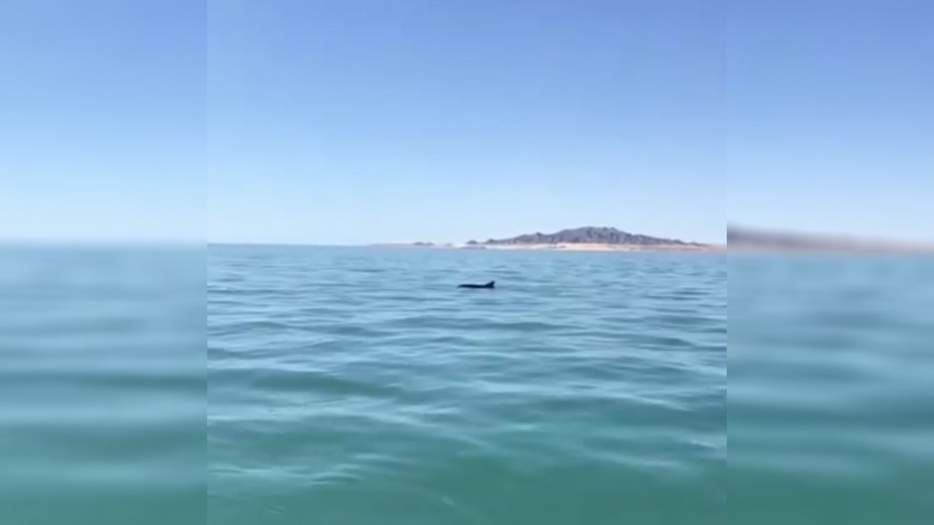 Video de dos vaquitas marinas (Phocoena sinus), muy cerca del puerto de San Felipe, Baja California