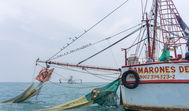 EUA certifica a México por acciones que regulan captura incidental de tortugas marinas
