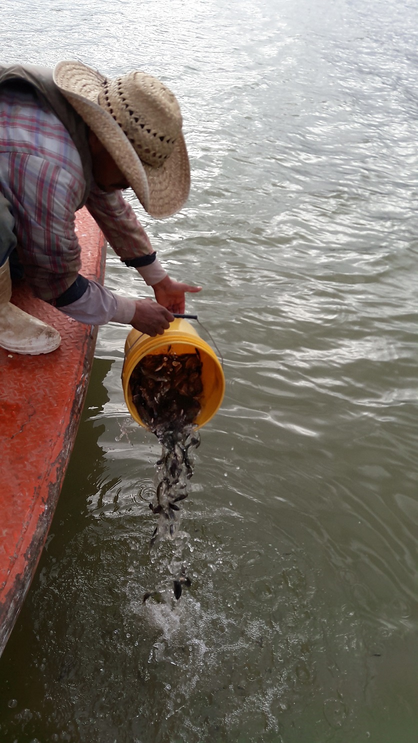 Siembran en presas de Sonora más de 1.7 millones de crías de tilapia en 2016