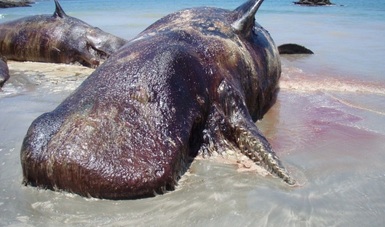 Varan y mueren 7 cachalotes (Physeter macrocephalus) en Mulegé, BCS; se desconocen las causas