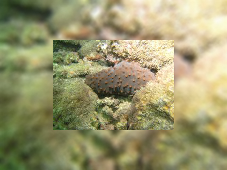 El maricultivo es la única solución para detener la extinción de pepino de mar (Isostichopus fuscus) en Golfo de California