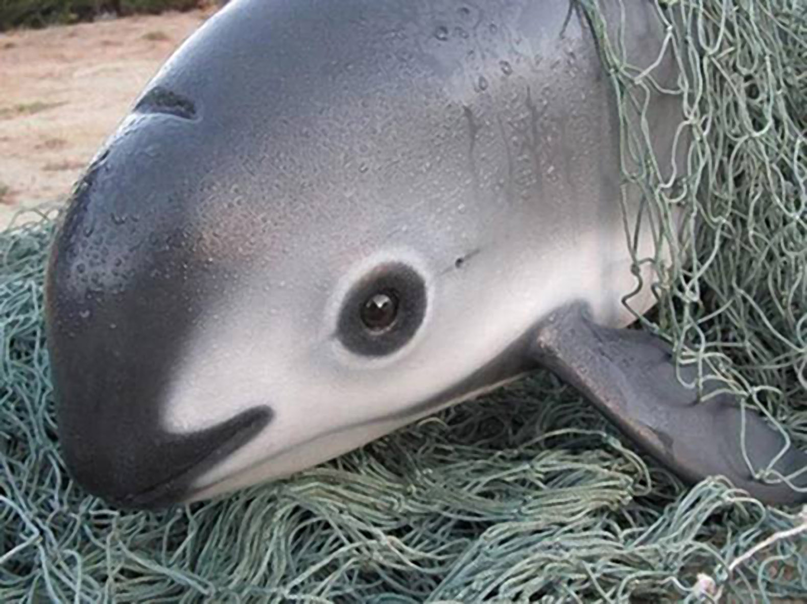 Ante inminencia de extinción de la vaquita, prohíben permanentemente redes agalleras en Alto Golfo de California