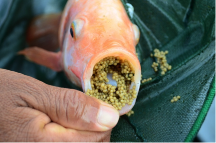Investigación sobre tilapia en el Modulo de Enseñanza e Investigación Acuícola de la UNAM *