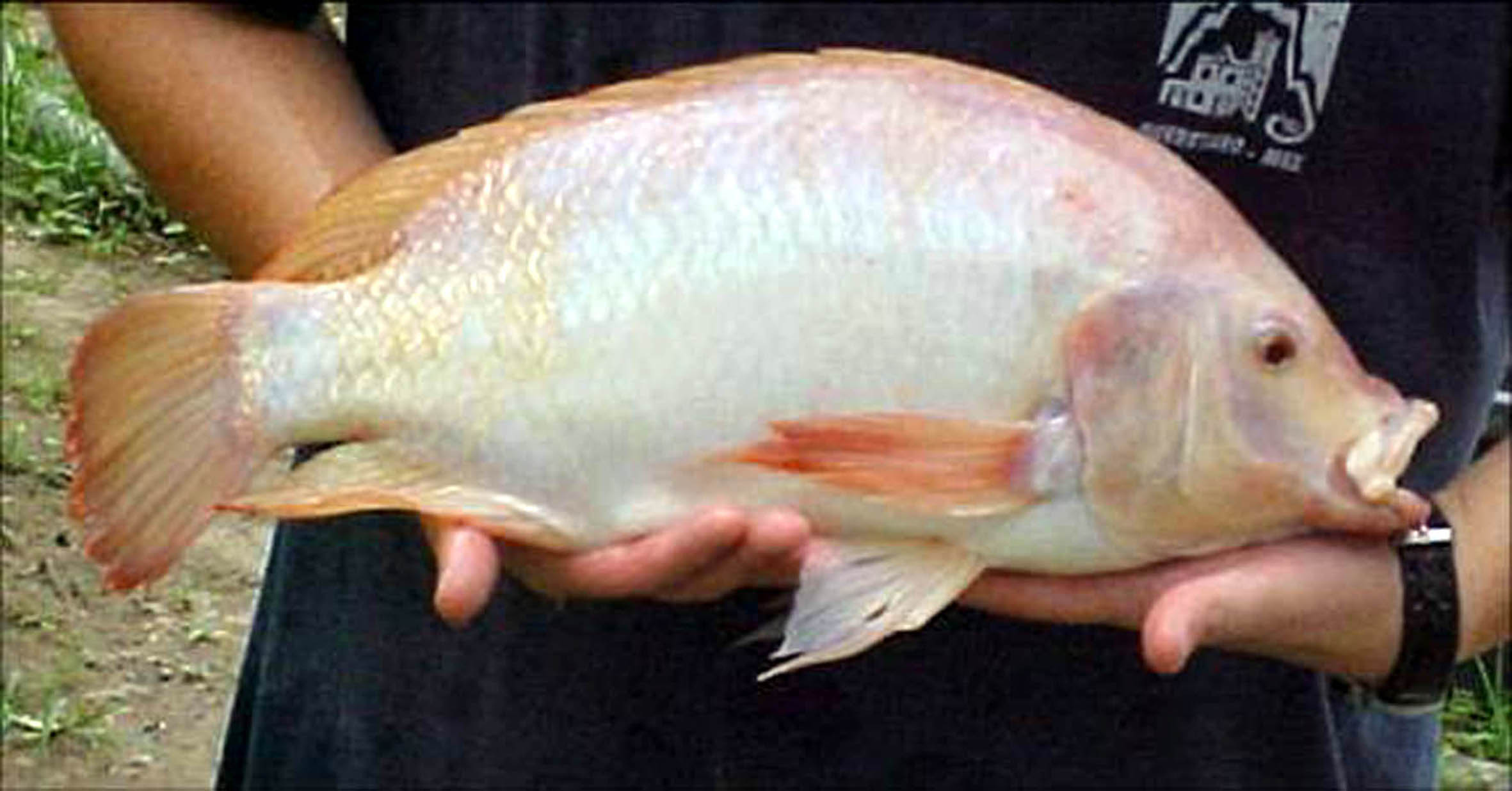La “súper tilapia roja mexicana”, el Pargo-UNAM, cumplió 14 años de su creación y su cultivo se extiende en el mundo
