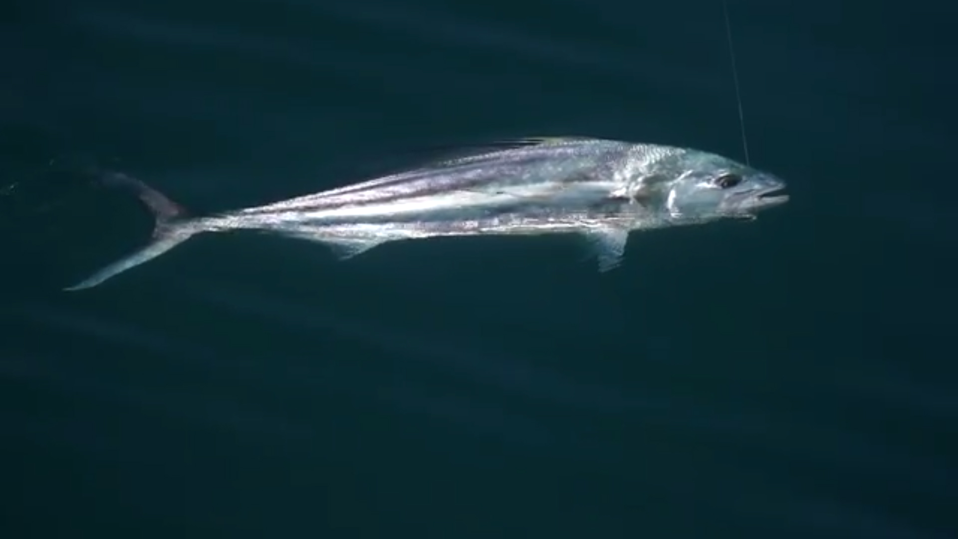 Pesca de gallo en Zihuatanejo
