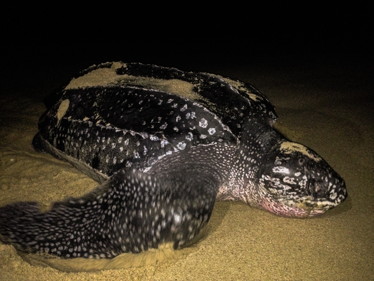 Comienza temporada de protección y vigilancia de tortuga marina en campamentos de Michoacán