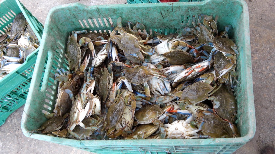 Para conservarla, evalúa México la pesquería de jaiba en el sur de Campeche y Tabasco