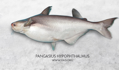 Gobierno mexicano prohíbe fomentar la introducción y cultivo del bagre asiático basa (Pangasius hypophthalmus)
