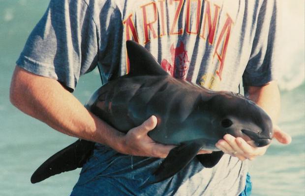 Greenpeace: CONAPESCA e INAPESCA, responsables de la extinción de la vaquita marina (Phocoena sinus) al nulificar acciones y ordenamientos para salvar este mamífero