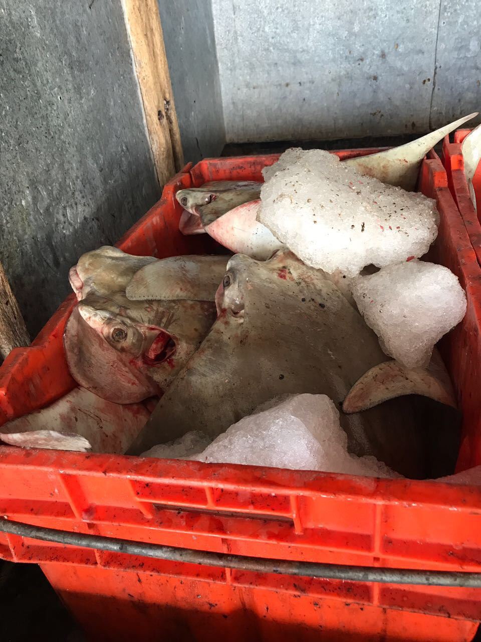 Decomisan en Campeche pulpo y mantarraya por incumplimiento de normas ambientales y de captura