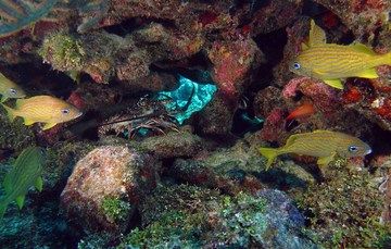 Casi 70 millones de hectáreas constituyen los ecosistemas marinos del país