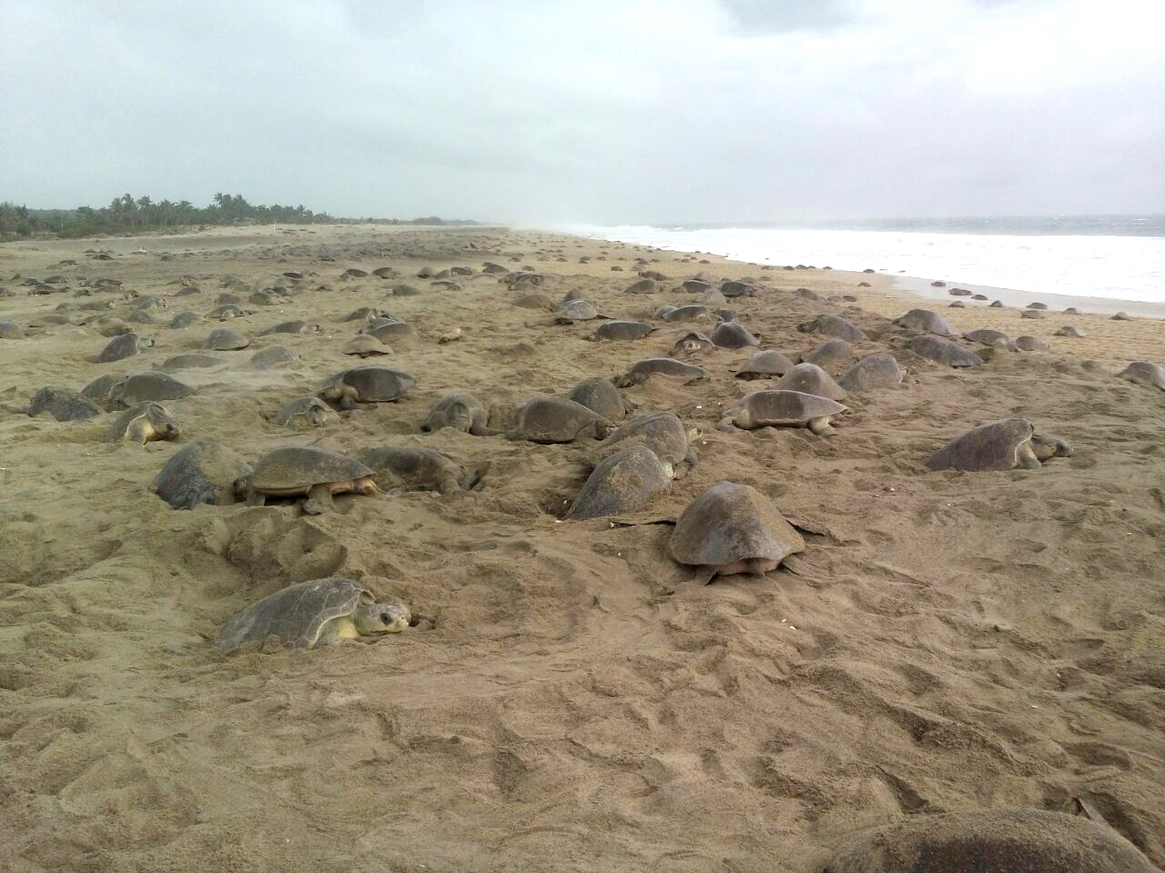 Oaxaca: Arribo récord de 2 millones de tortugas golfina (Lepidochelys olivacea) en santuario de Escobilla y Morro Ayuta