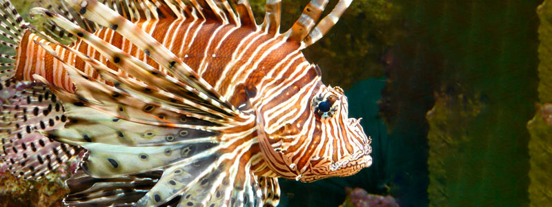 Científicos buscan promover el consumo del pez león (Pterois antennata) para contener su invasión en el Caribe mexicano