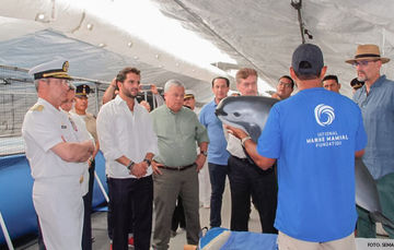 Cuatro delfines nariz de botella (Tursiops truncatus) de la Armada de EUA llegan para arrear a los últimos ejemplares de vaquita a su santuario