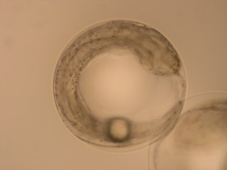 Investigan cultivo de lenguado de California (Paralichthys californicus) para producción acuicola