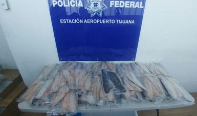 Aseguran 104 filetes de totoaba (Totoaba macdonaldi) en Aeropuerto Internacional de Tijuana