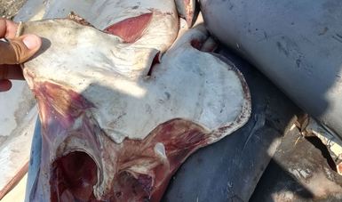 Asaltan camioneta y tiran restos de 300 tiburones en carretera de Michoacán