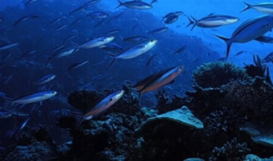 Caracterización genético-poblacional basada en marcadores moleculares tipo microsatélites en la corvina golfina (Cynoscion othonopterus) del alto Golfo de California