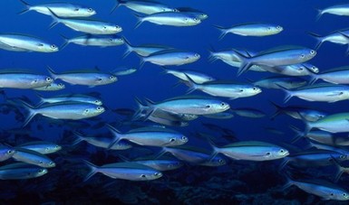Diversidad genética de la corvina golfina (Cynoscion othonopterus) en la Reserva de la Biósfera del Alto Golfo de California y Delta del Río Colorado