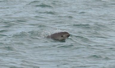 Una vez más rediseñan estrategia para salvar a la vaquita marina (Phocoena sinus)