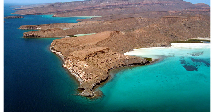 Las Islas del Mar de Cortés, son refugio de especies amenazadas, vulnerables y en peligro de extinción
