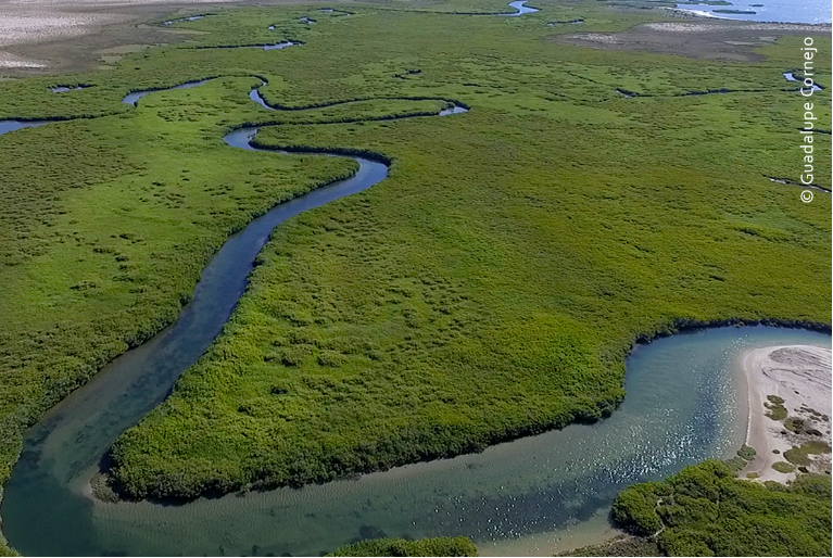 Protegidas 80 mil h en Laguna San Ignacio de la Reserva de la Biosfera El Vizcaíno