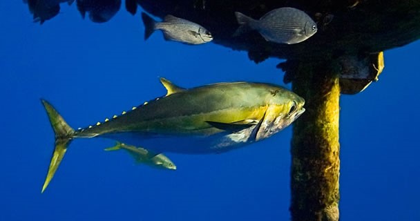 Rechazan diputados de la Comisión de Pesca, minuta que expide la Ley General de Biodiversidad aprobada por el Senado
