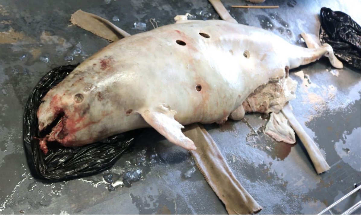 Por asfixia y enredada en artes de pesca, muere primera vaquita marina (Phocoena sinus) de 2018; la extinción es inminente
