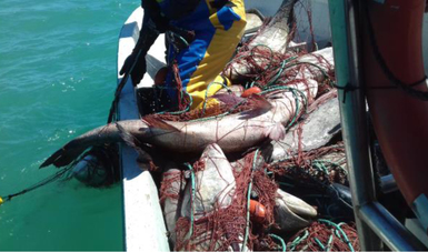 Descubren 32 totoabas (Totoaba macdonaldi) en peligro de extinción, enmalladas y muertas, en un pesquero de San Felipe, BC
