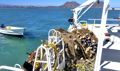 Especialistas del Museo de la Ballena de La Paz, BCS, extraen redes fantasma en el polígono de la vaquita marina